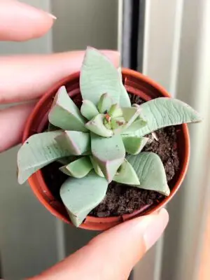 Machairophyllum Brevifolium 5,5