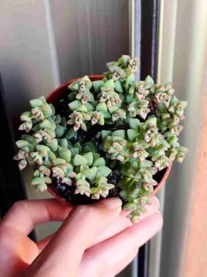 Crassula Rupestris Pulgarcito 8,5
