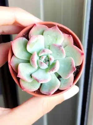 Echeveria Laurensis 5,5