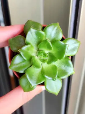 Sedeveria Letizia 5,5