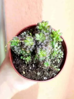 Anacampseros Arachnoides 8,5