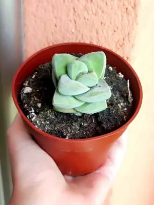 Crassula Moonglow 8,5
