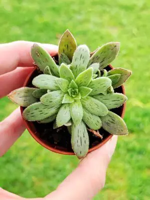 Aeonium Hibridum 5,5
