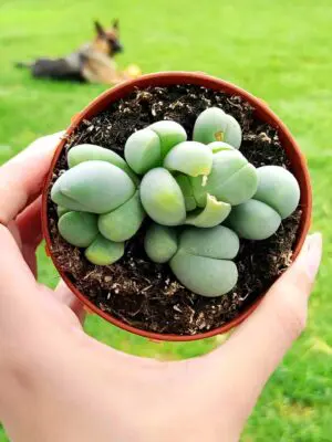 Argyroderma Delatii 8,5