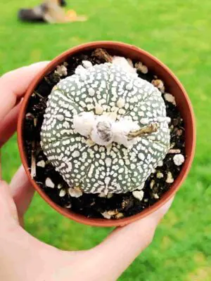 Astrophytum Asterias Superkabuto 8,5