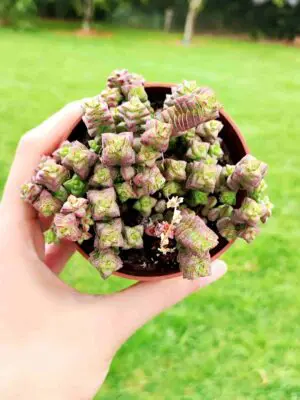 Crassula Tom Thumb