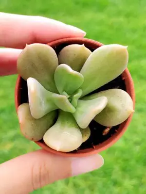 Echeveria Dagda 5,5