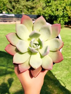 Echeveria Minibelle 13