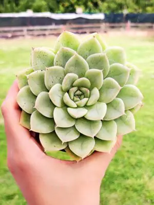 Echeveria Moon Fairy 8,5