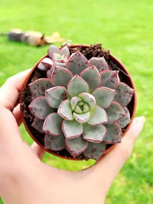 Echeveria Nacre 8,5