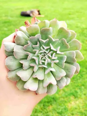 Echeveria Pinwheel Revolution 8,5