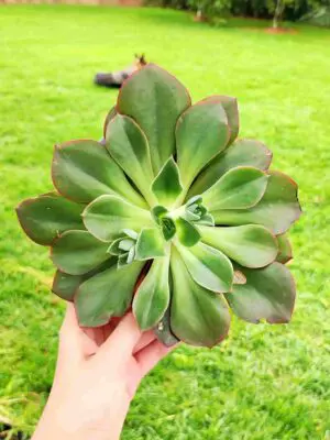 Echeveria Salsaverde 13