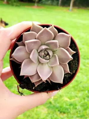 Echeveria Tobarensis 8,5
