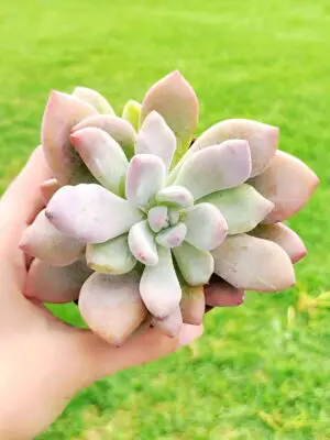 Graptoveria Opalina 8,5