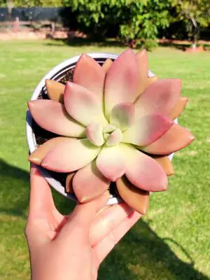 Graptoveria Ruby Donna 13