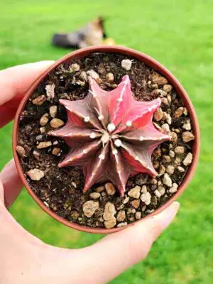 Gymnocalycium Mihanovichii Variegata 8,5