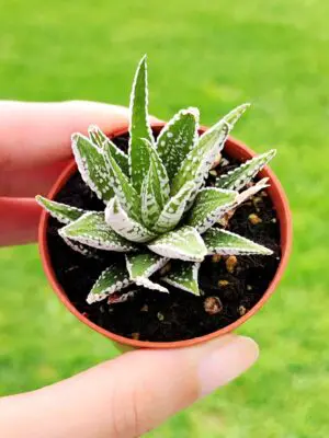 HAWORTHIA ATTENUATA 5,5