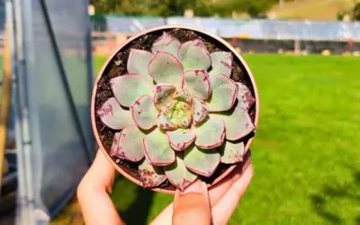 Todo sobre el cuidado de la Echeveria Nacre