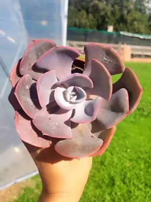 Echeveria Dusty Rose 8,5