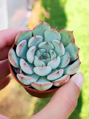Echeveria Minima 5,5