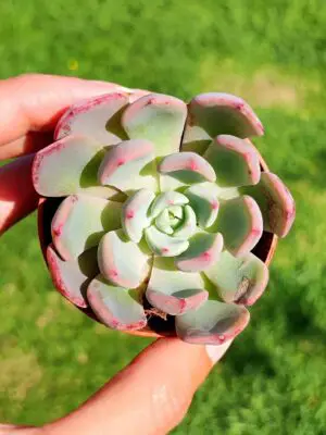 Echeveria Sitifukumiama 5,5