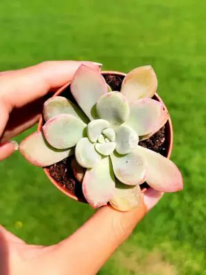Graptoveria Glass 5,5