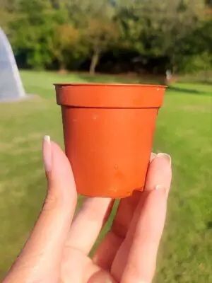 Minimaceta 5,5 usada