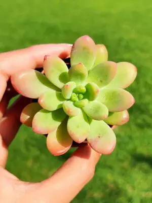 Sedum Alice Evans 5,5