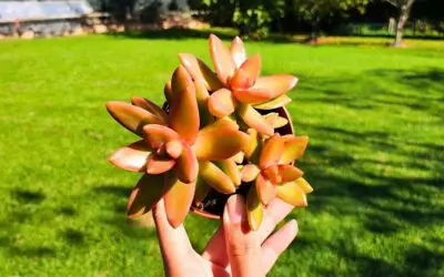 Todo sobre el cuidado del Sedum Adolphii Firestorm