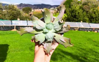 Todo sobre el cuidado de la Echeveria Culibra