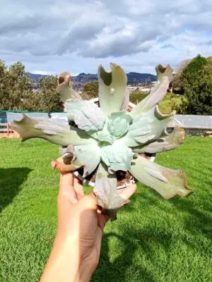 Echeveria Culibra 13