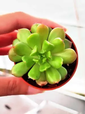 Echeveria Lantern 5,5