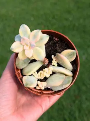 Graptoveria Titubans variegata 8,5
