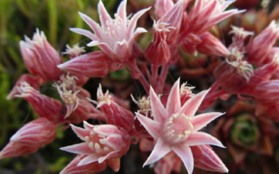 10 suculentas que florecen abundante