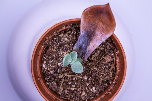 Graptopetalum murasaki