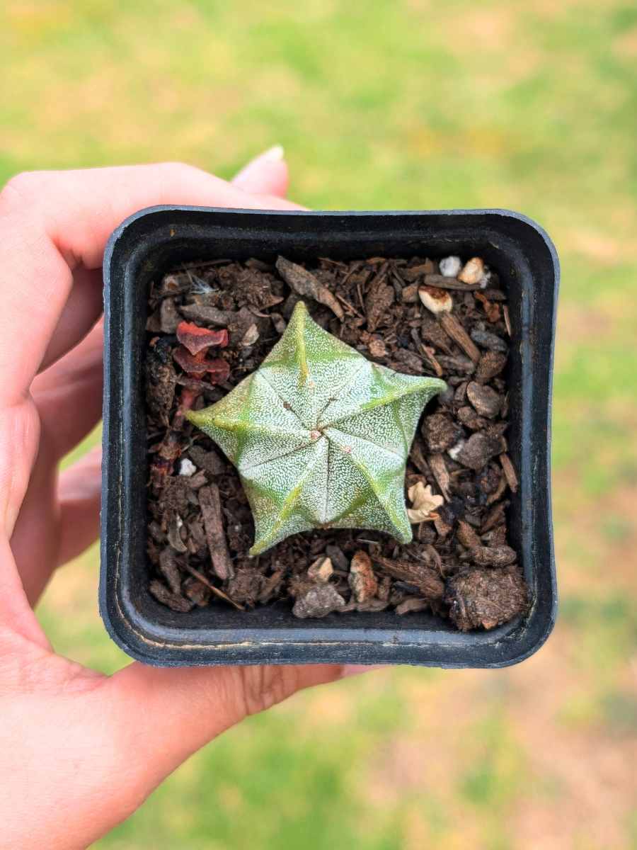 Astrophytum Myriostigma 5,5