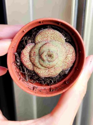 Crassula hemisphaerica 5,5