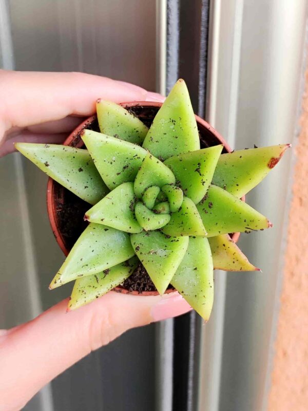 Echeveria Agavoides 5,5
