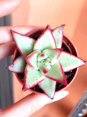 Echeveria Agavoides Lipstick 5,5