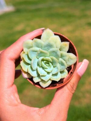 Echeveria Elegans 5,5
