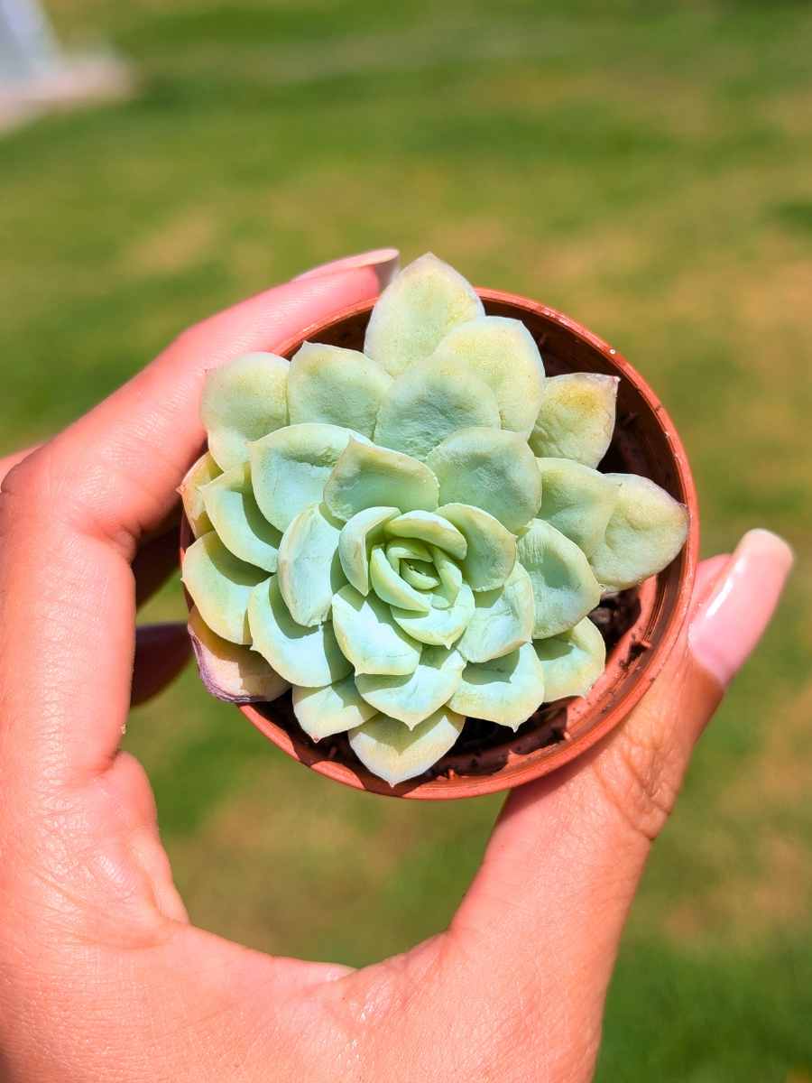 Echeveria Elegans 5,5
