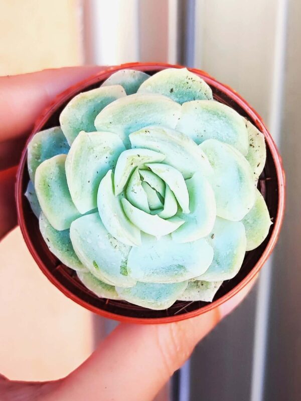 Echeveria-Elegans