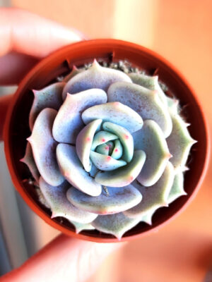 Echeveria Lola