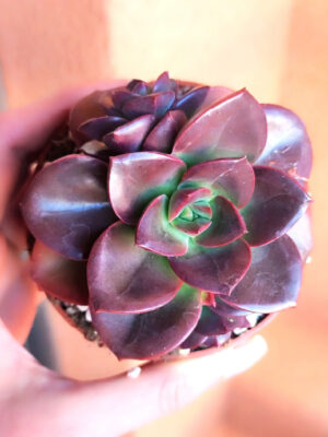Echeveria-Melaco