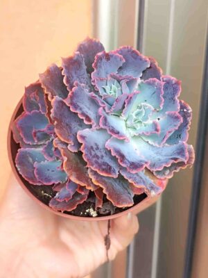 Echeveria Neon Breakers
