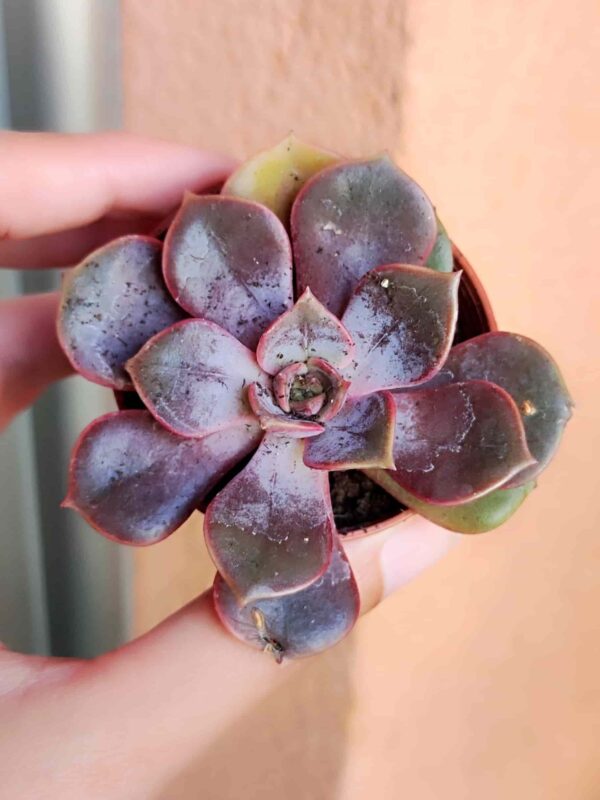 Echeveria Magic Red 5,5