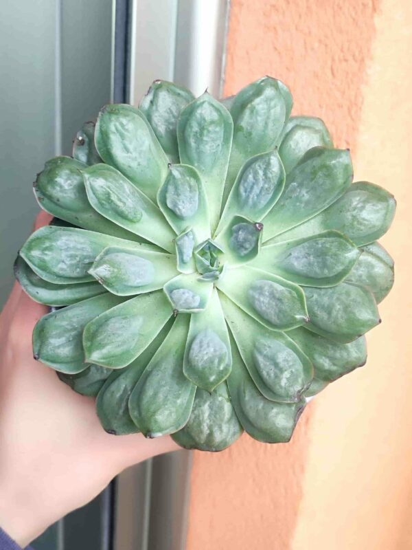 Echeveria raindrops