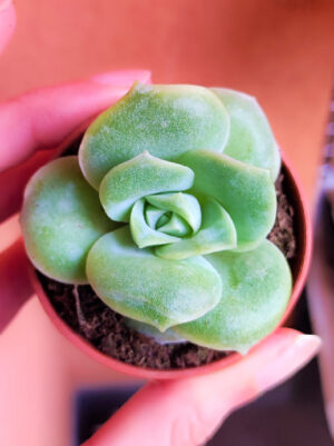 Graptoveria Lovely Rose