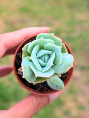 Graptoveria Lovely Rose 5,5