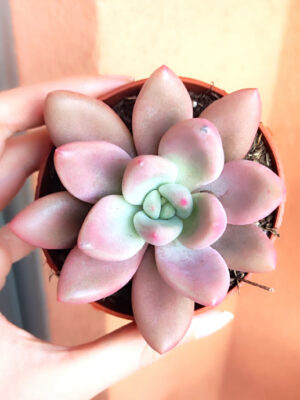 Graptoveria Pink Donna